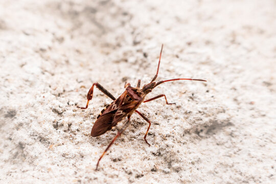 Brown bug on smooth white background
