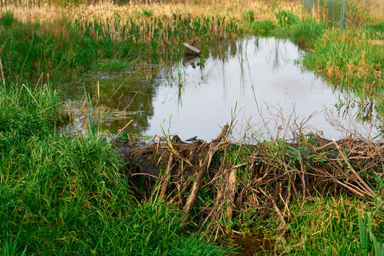 Wooden structure blocking water in a natural setting