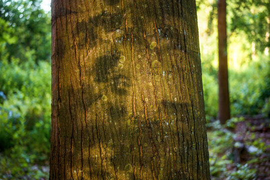 Pine bark detail in lush green forest