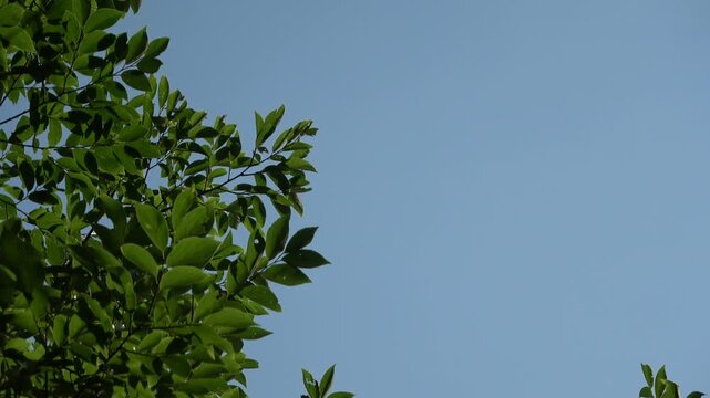 青空を背景に風に揺れる緑の葉／右側コピースペース・爽やかな背景動画素材