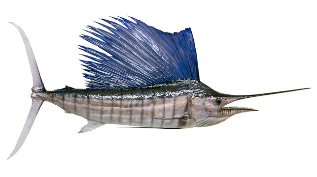 Majestic Atlantic sailfish with large blue dorsal fin, isolated on transparent background