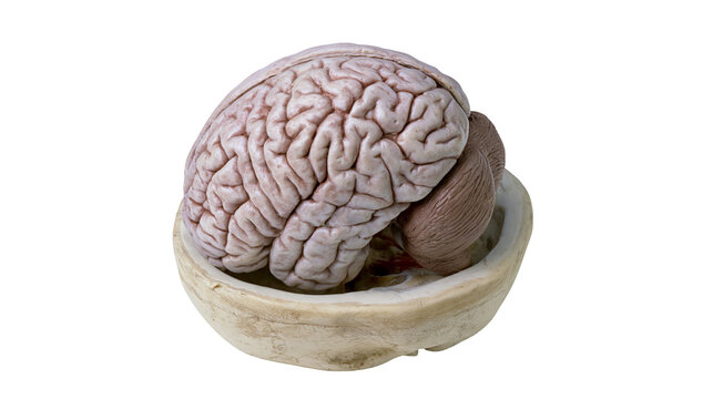 Realistic human brain model with cerebellum and brainstem, isolated on transparent background