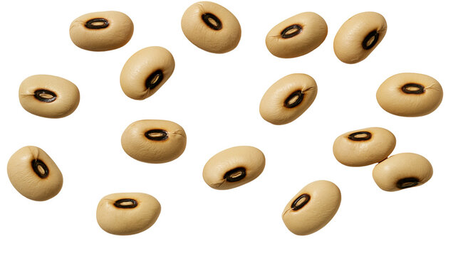 Collection of light tan soybeans with dark brown eyes, isolated on transparent background