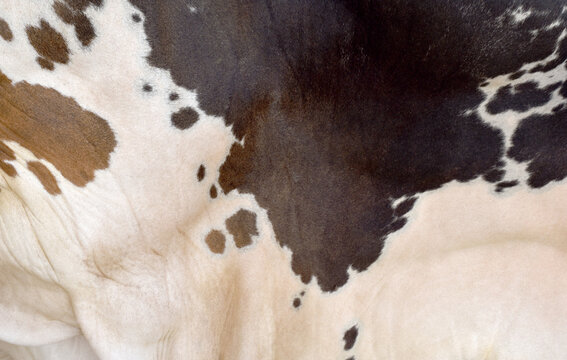 Cow skin texture background, bull leather with fur background closeup, cow hide pattern, The texture is dense and rich, displaying a natural pattern, cow skin hairy texture bull fur animal skin textur
