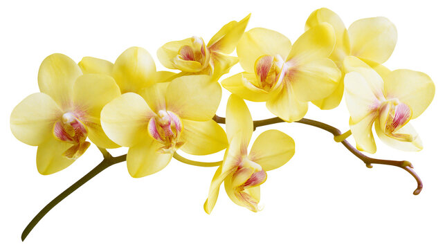 Delicate yellow orchid flowers with pink centers, isolated on transparent background