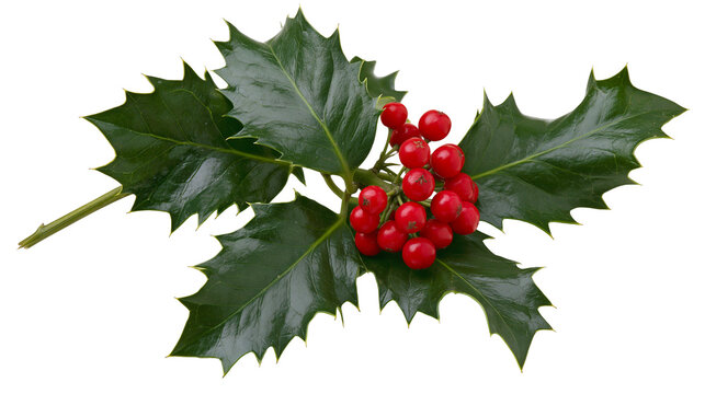 Glossy green holly leaves with bright red berries, isolated on transparent background
