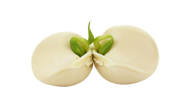 Two pale beige seeds sprouting vibrant green shoots, isolated on transparent background