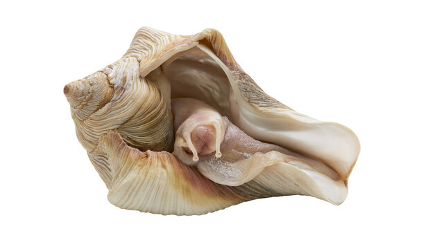 Detailed spiral seashell with visible snail body, isolated on transparent background