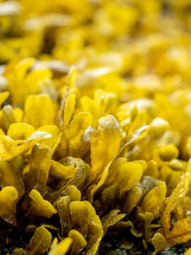 selective focus of Fucus vesiculosus seaweed growing on a coastal rock surface at low tide with blurred background