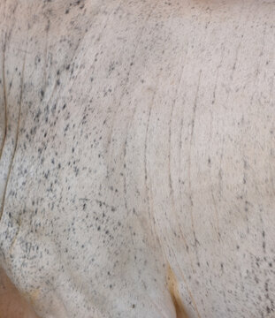Cow skin texture background, bull leather with fur background closeup, cow hide pattern, The texture is dense and rich, displaying a natural pattern, cow skin hairy texture bull fur animal skin textur