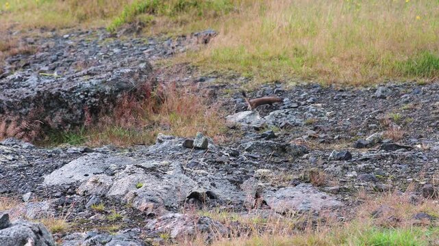 Small weasel jumping around rocks in Lofoten, Norway