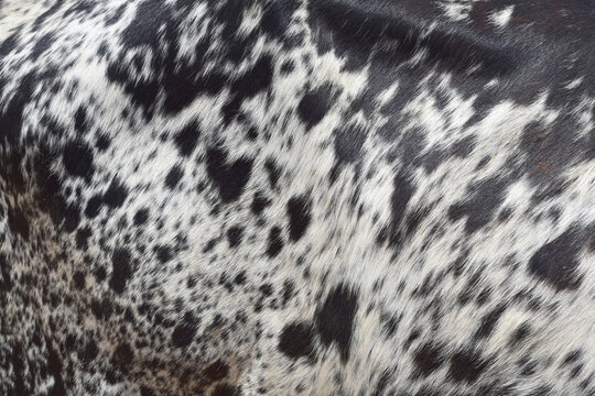 Cow skin texture background, bull leather with fur background closeup, cow hide pattern, The texture is dense and rich, displaying a natural pattern, cow skin hairy texture bull fur animal skin textur