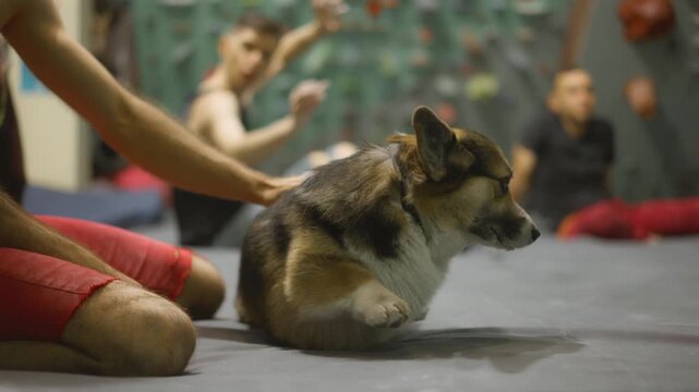 funny welsh corgi dog in climbing gym. fitness with pet. A friendly and good-natured dog in the company of rock climbers, Enjoys everyone's attention and affection.
