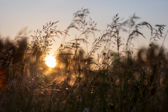 Low sun filters through tall wild grasses in a calm meadow, creating warm golden light, soft silhouettes and a peaceful, dreamy atmosphere ideal for nature, landscape and background imagery