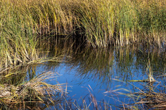 A quiet marsh pond edged by tall reeds and marsh grass, reflecting clear blue sky and creating a peaceful wetland habitat scene rich in texture and natural tones
