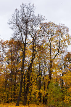 A quiet autumn park scene with tall deciduous trees and golden fallen leaves carpeting the ground beneath an overcast sky, evoking peaceful, melancholic and seasonal moods. Vertical photo