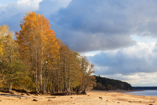 Golden autumn birch trees line a sandy beach shoreline beneath dramatic clouds, creating a moody coastal landscape with open water, scattered rocks and a peaceful, windswept seasonal atmosphere