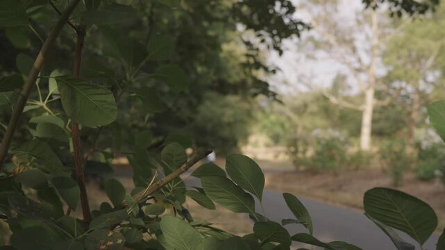 Green Leaves in Soft Focus with Blurred Park Path Behind