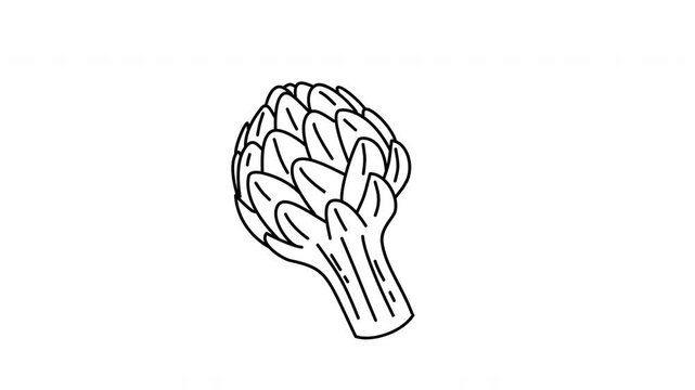 hand drawn artichoke illustration