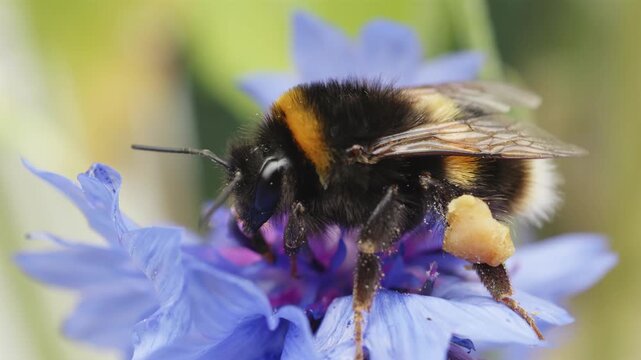 Bumble bee collecting nectar and pollen on cornflower macro close up stock footage