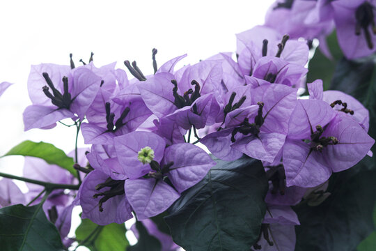Closeup view of beautiful vivid purple bougainvillea blossoms.