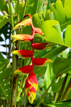 Closeup view of Heliconia rostrata, commonly known as the Hanging Lobster Claw or False Bird of Paradise.
