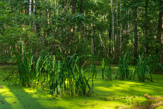 A swamp covered with duckweed and sedge in the summer