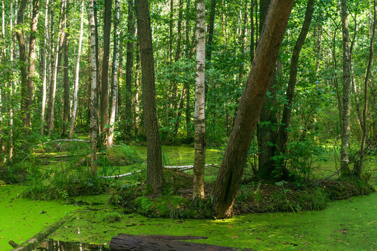 Green swamp with duckweed, trees and bushes in the forest.