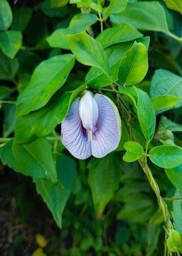 Close-up of a single pale lavender purple butterfly pea flower (Clitoria ternatea) blooming amid lush green foliage in a natural garden setting.