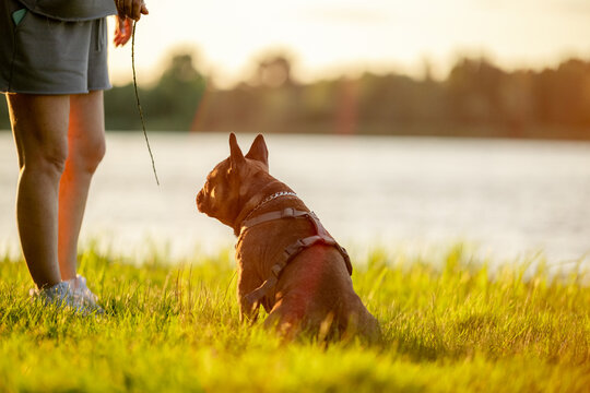 French bulldog jumping on hind legs to reach water bottle held by owner on beach