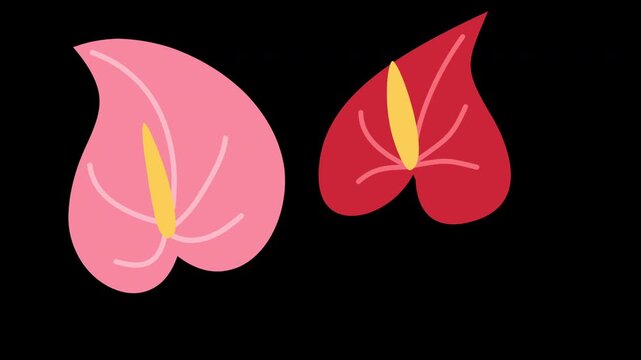 red anthurium hand drawn