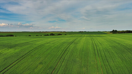 Fototapeta premium Green wheat field on hills under blue sky with clouds