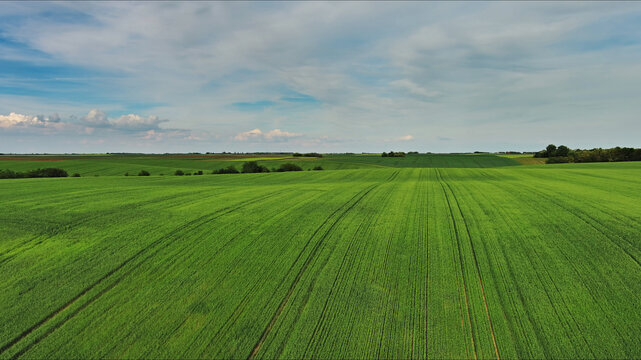Green wheat field on hills under blue sky with clouds