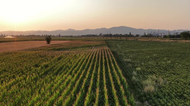 Aerial view of cornfields at sunset with mountains in the background in Bantzenheim, Grand Est, France.
