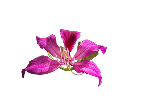 Purple Orchid tree flower, Bauhinia Purpurea on a transparent background, PNG file.