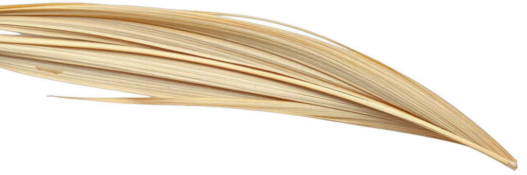 Dried palm leaf isolated on black background