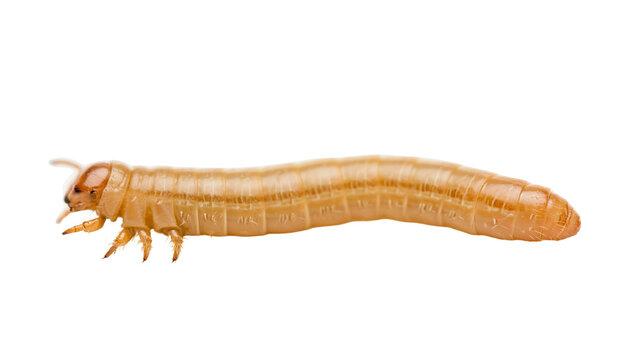 Pale brown segmented larva with visible legs, isolated on transparent background