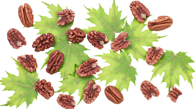 Scattered whole and halved pecan nuts on green maple leaves, isolated on transparent background