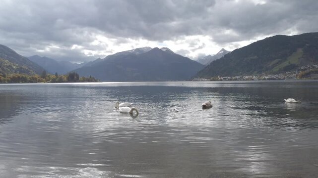 wan family swimming and dabbling at Lake Zell shore with view of Kitzsteinhorn and alpine landscape