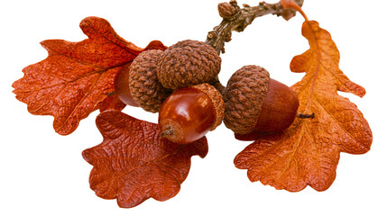 Brown acorns on a branch with orange oak leaves, isolated on transparent background © Finn