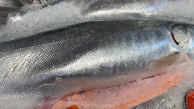 Fresh Salmon Fish on Ice at Seafood Market