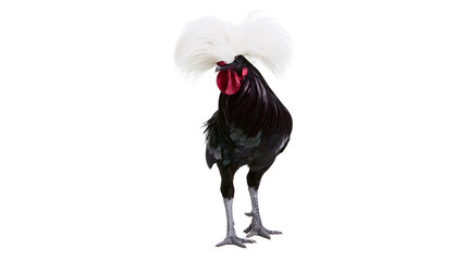 Black Polish rooster with fluffy white crest and red comb, isolated on transparent background © Finn