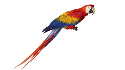 Scarlet macaw parrot with vibrant red yellow and blue feathers, isolated on transparent background © Finn