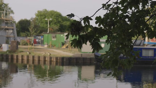 Boatyard and Moored Barges Framed by Leaves, Geese on Towpath
