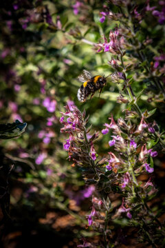 Bumblebee's Floral Dance
