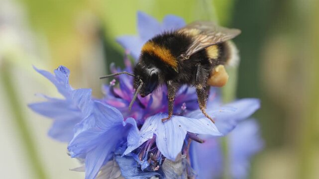 Bumble bee collecting nectar and pollen on cornflower macro close up stock footage