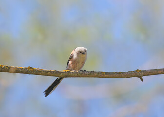 Perched on a slender horizontal branch against a soft blue sky. Wild bird, ornithology, nature. © VOLODYMYR KUCHERENKO