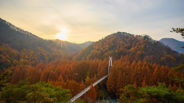 This 4K time-lapse video captures the morning scenery of Metasequoia trees, the only type of pine tree in Korea, at the Jangtaesan Natural Recreational Park in Daejeon, South Korea.