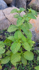 Fresh Green Wild Mint Leaves Growing Among River Rocks in Natural Outdoor Environment © Oneto