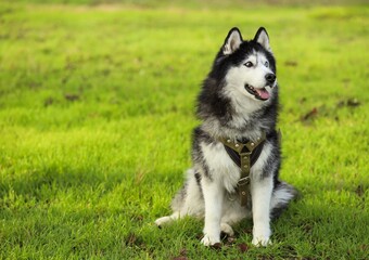 Siberian Husky Dog with Bi-Color Eyes Sitting on Green Lawn Outdoors © iftikhar hussain